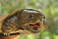 Top 8 loài rùa quý hiếm ở Việt Nam báo động tuyệt chủng