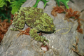 Loài ếch quái dị nhất hành tinh chỉ có ở Việt Nam