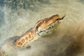 Top 8 loài rắn "bá chủ" Trái đất, có loài nặng hàng trăm tạ