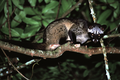 Cầy vòi hương được thả về tự nhiên ở Hà Tĩnh là loài cực quý
