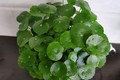 5 cây cảnh mang lại may mắn cho gia chủ, nhất định phải trồng