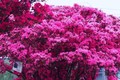 Ngắm cây cảnh tiên hoa diễn giải hết ý nghĩa cuộc sống