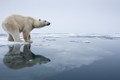 Tại sao gấu Bắc Cực không có mặt ở Nam Cực? 