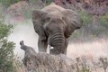 Kinh hoàng cảnh voi “điên” húc chết tê giác 