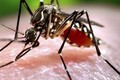 Dùng xà phòng rửa vết muỗi cắn có phòng được sốt xuất huyết?