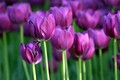 Ý nghĩa hoa tulip - Tình yêu hoàn hảo