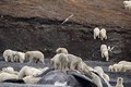 Băng đảng 200 con gấu Bắc Cực đi mở tiệc đánh chén cá voi