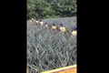 Video: Choáng váng xem thu hoạch dứa theo dây chuyền không hở tay