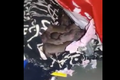 Video: Hậu nghỉ Tết, sinh viên tá hỏa phát hiện chuột đẻ con trong tủ quần áo