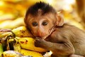 Khỉ hoang "đại náo" khu dân cư ở Hà Nội