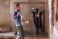 Chó hoang được nhận nuôi bỗng “hóa gấu” khổng lồ