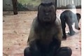 Video: Khỉ mặt giống hệt người khiến khách tham quan ngỡ ngàng