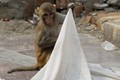 Video: Bị khỉ bắt cóc khi đang ngủ với mẹ, bé sơ sinh chết dưới giếng