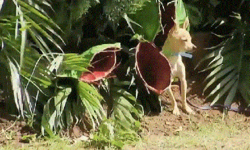 Video: "Rợn người" khi thấy cảnh cây nuốt chửng chú chó