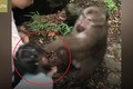 Video: Bị trêu chọc, khỉ "giận cá chém thớt", đấm thẳng mặt bé gái