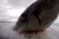 Video: Cận cảnh cá mập trắng tấn công điên cuồng khiến du khách hãi hùng