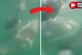 Video: Đớp trượt mồi, cá mập trắng bất ngờ quay sang “ăn thịt” đồng loại