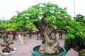 Bonsai cổ thụ dáng cực lạ giá cả trăm triệu ngóng "đại gia" dịp Tết