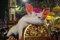 Video: “Ông lợn” La Phù được cho ăn sang, ngủ mắc màn đợi ngày rước