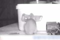 Video: Chú chuột âm thầm dọn đồ cho chủ nhà lúc nửa đêm