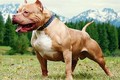 HN: Bé 3 tuổi bị chó pitbull cắn gãy xương, nát đùi