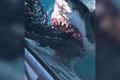 Video: Kinh hãi cá mập trắng khổng lồ cắn nát lưới để cướp mồi