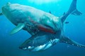 Video: Những kẻ thù nguy hiểm của 'siêu quái vật' Megalodon