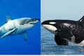 Video: Những phát hiện mới về hành vi cá voi sát thủ 'moi gan cá mập trắng'