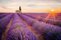 Video: Cánh đồng hoa oải hương nhuộm tím sắc trời nước Pháp