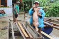 Video: Người Hà Tĩnh ôm lợn chạy lũ