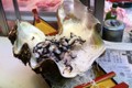 Video: Sashimi hấp dẫn làm từ sò biển khổng lồ bám đầy rong rêu