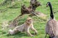 Video: Khỉ quỳ rạp xuống vì sợ bị ngỗng tấn công