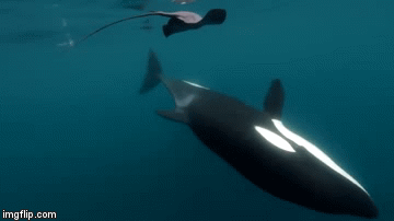 Video: Cá voi sát thủ vung đuôi "tát lật mặt" cá đuối