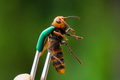 Video: Ong sát thủ liều mạng tấn công tổ ong mật và cái kết 