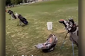 Video: Bé gái 16 tháng tuổi cười khi nhìn mẹ đánh golf trượt