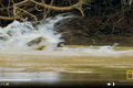 Video: Báo đốm xuống sông săn cá sấu