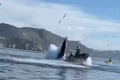 Video: Cá voi há miệng đớp ngang thuyền