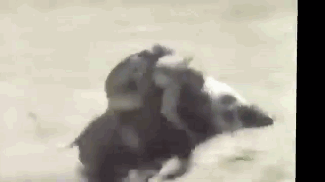 Video: Thổ dân châu Phi dùng khỉ bắt lợn rừng cực bá đạo
