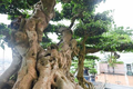Chiêm ngưỡng cây sanh cổ trăm tuổi phong hóa cùng thời gian