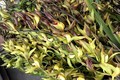 Lan Trần Mộng siêu rẻ, 20 nghìn/cành hoa dài cả mét
