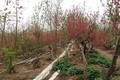 Đào Nhật Tân nở đỏ vườn sau Tết Tân Sửu