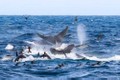 Cá voi xanh 16m bị 70 cá voi sát thủ truy sát và hủy diệt