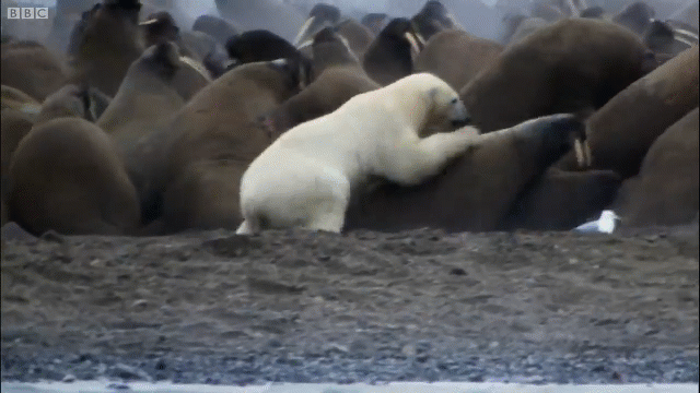 Video: Một mình đại chiến cả bầy thức ăn, gấu bắc cực vẫn bất lực