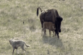 Video: Bò rừng chiến đấu quật cường với bầy sói để bảo vệ con