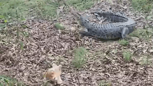 Video: Bị chó cắn vào đuôi, cá sấu "khổng lồ" hoảng hốt tháo chạy