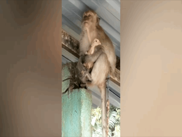 Video: Khỉ bắt gà lên nóc nhà làm "con tin"