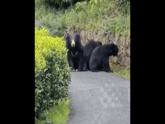 Video: Gấu chặn đường, tấn công nhân viên đồn điền