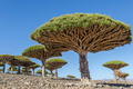 Những loài cây “độc lạ” mà bạn không thể tin chúng tồn tại trên Trái đất