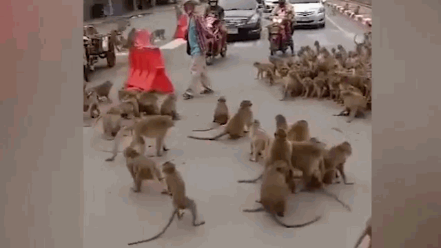 Video: Hàng trăm con khỉ "hỗn chiến" kinh hoàng trên đường phố Thái Lan