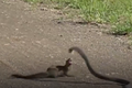 Video: Loài động vật chuyên tấn công, ăn thịt rắn độc